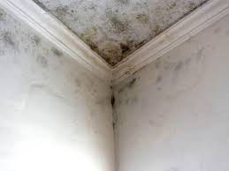 Best Asbestos and Lead Testing During Mold Inspection  in Montour Falls, NY